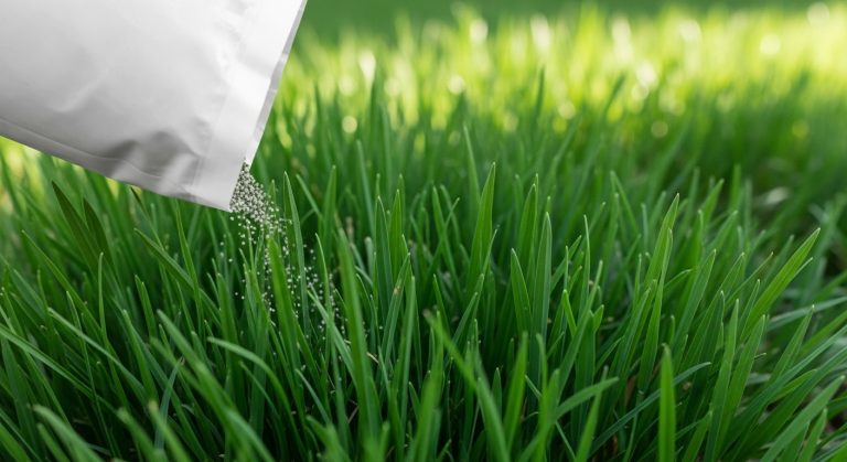 best fertilizer for centipede grass