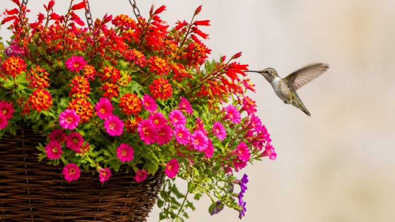best hanging basket flowers for hummingbirds