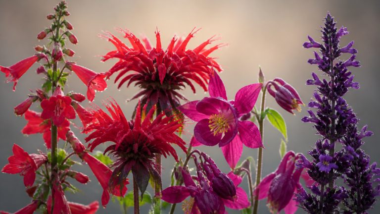 best perennial flowers for hummingbirds