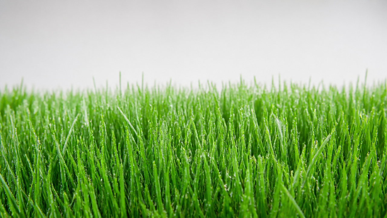 best kentucky bluegrass